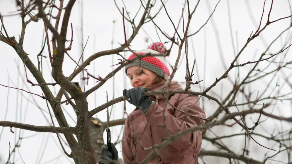 Winterschnitt für den Apfelbaum: Die Bedeutung der Pyramidenform