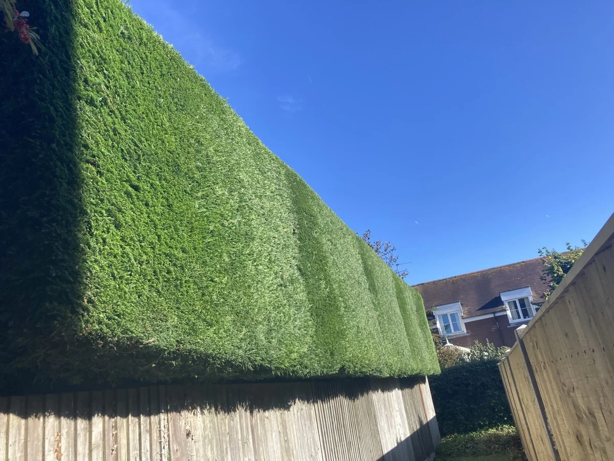 Der 50-Zentimeter-Trick: So vermeiden Sie das Hecken-Bußgeld ab 15. Dezember - image 1