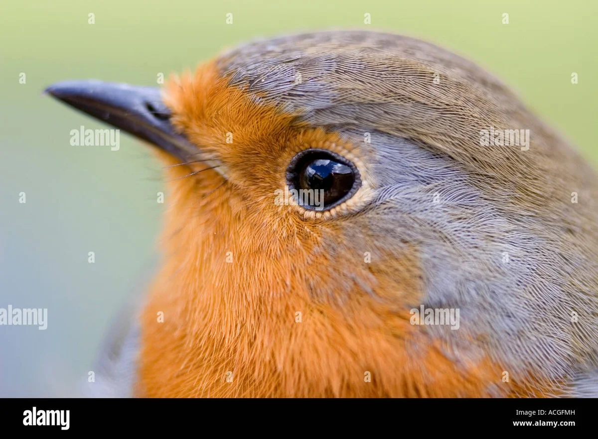 Der Trick erfahrener Gärtner: Welches Obst Rotkehlchen SOFORT in Ihren Garten lockt - image 1